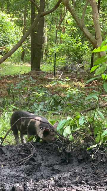 Thumbnail: Idaho Pasture Pig Barrow/Feeder deposit- Non-refundable 