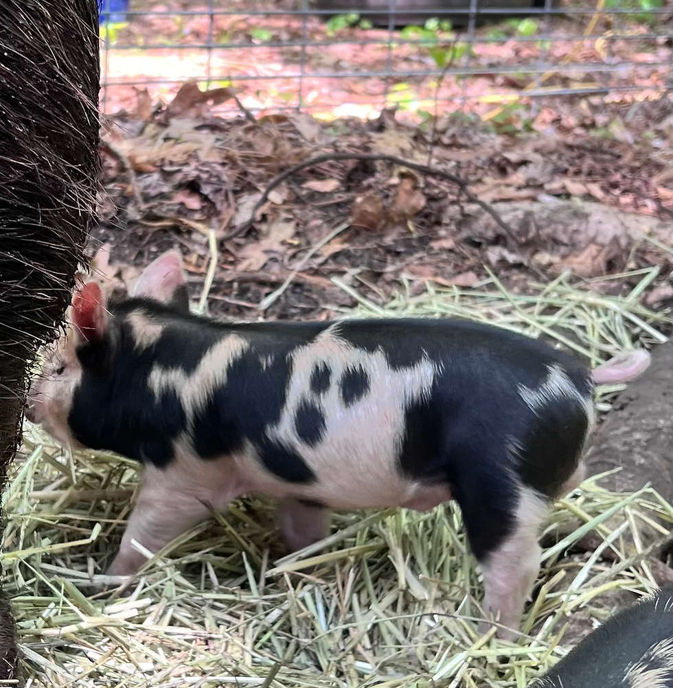 Thumbnail: Idaho Pasture Pigs-Registered Breeder deposit  Non-refundable 