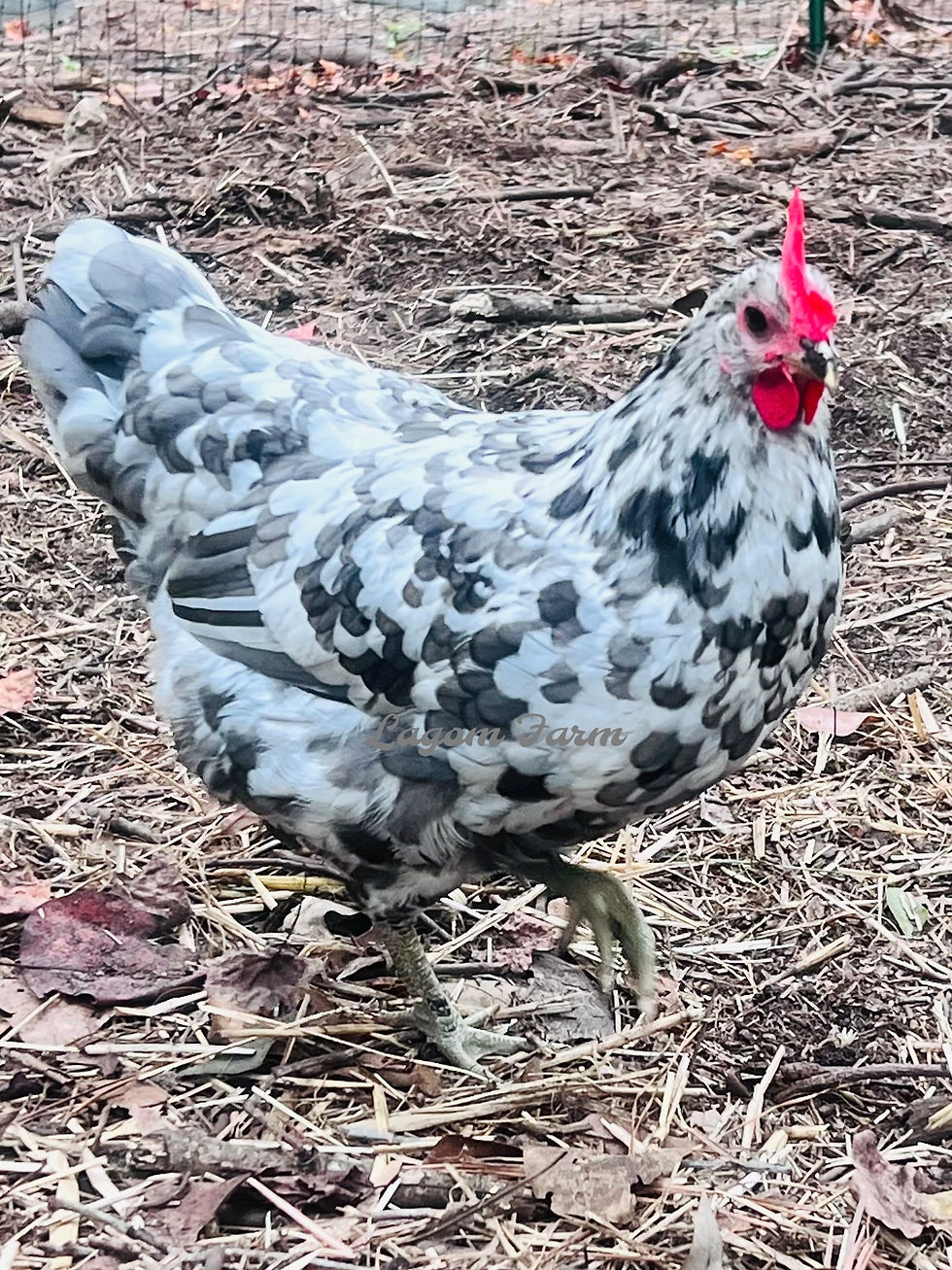 Thumbnail: Silverudd’s Blue PULLETS - Coop Ready- No Shipping. Local Pickup only 