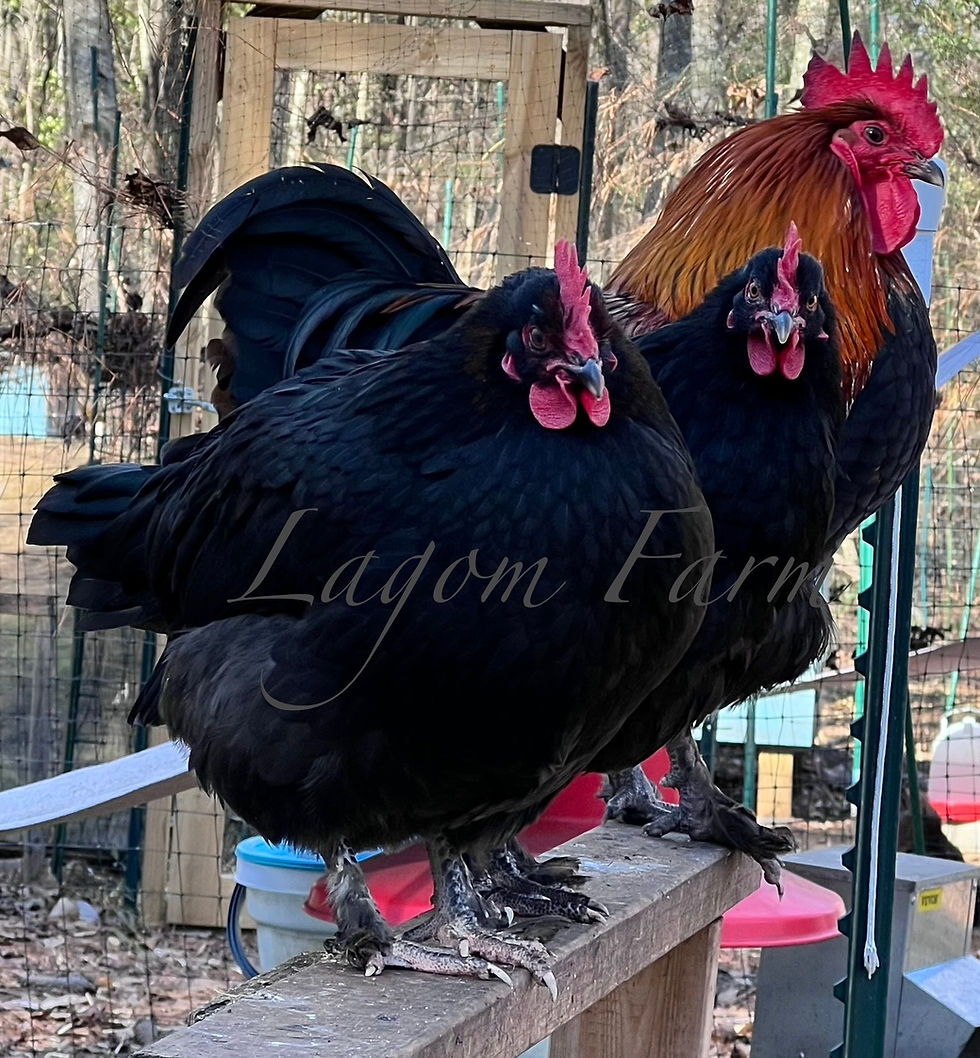 Thumbnail: Black Copper Marans coop ready PULLETS -No Shipping. Local Pickup only 