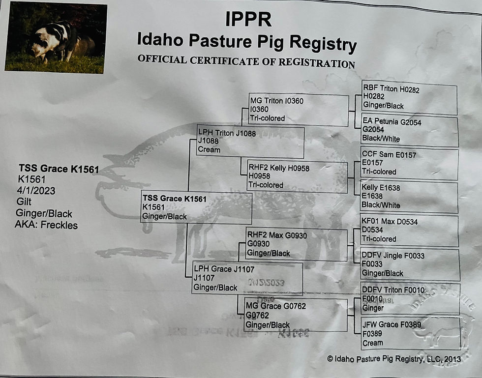 Thumbnail: Idaho Pasture Pigs-Registered Breeder deposit  Non-refundable 