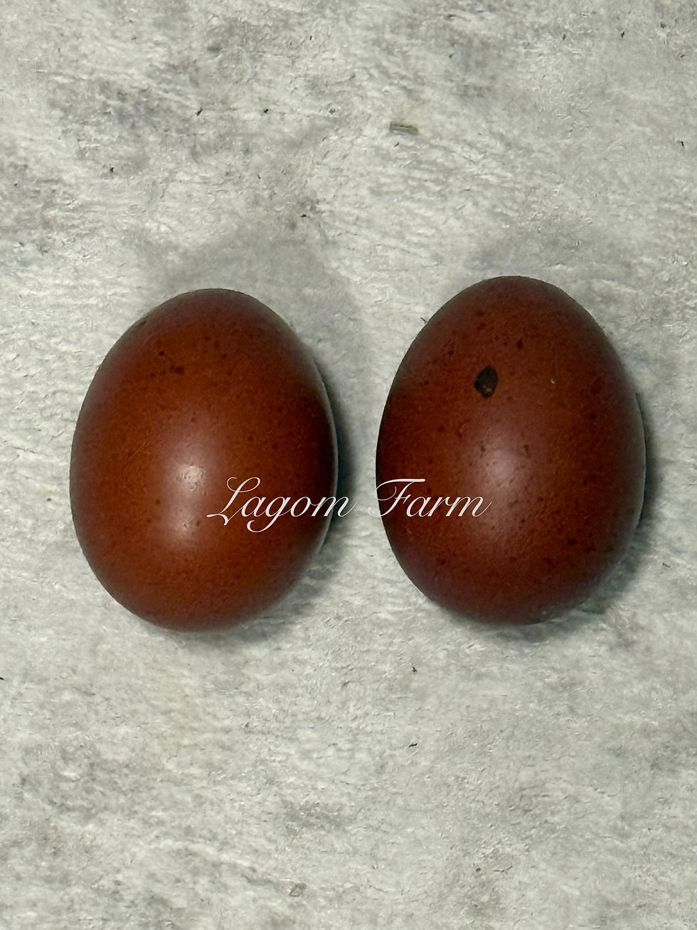 Thumbnail: Black Copper Marans Coop ready PULLETS -No Shipping. Local Pickup only 