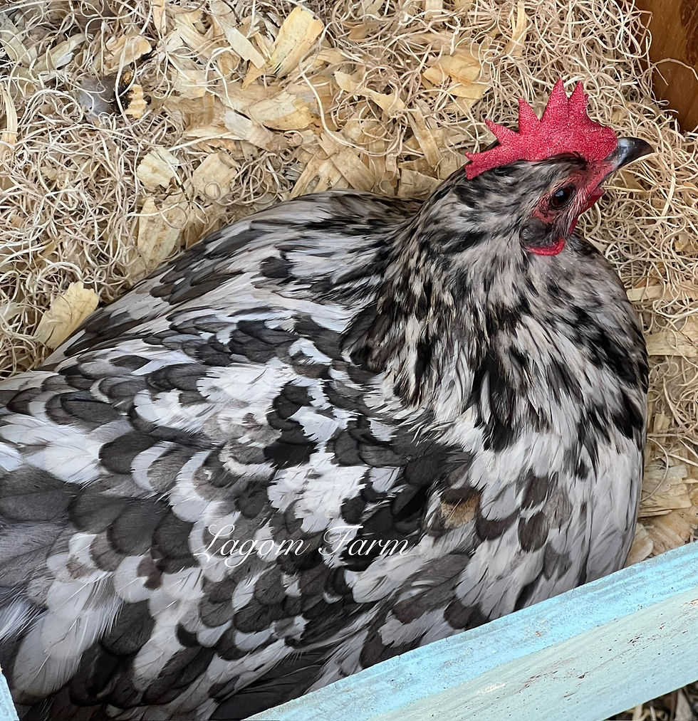 Thumbnail: Silverudd’s Blue PULLETS - Coop Ready- No Shipping. Local Pickup only 