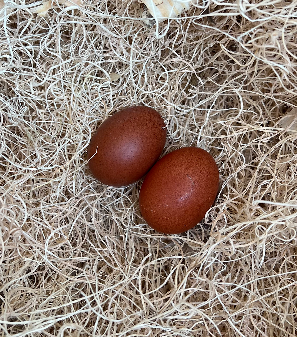 Thumbnail: Black Copper Marans coop ready PULLETS -No Shipping. Local Pickup only 