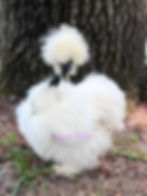 Thumbnail: Silkies/Showgirl Coop Ready Pullets. Local Pickup only 