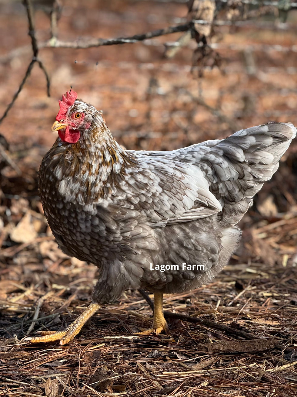 Thumbnail: Swedish Flowers - Coop Ready PULLETS- No Shipping. Local Pickup only 