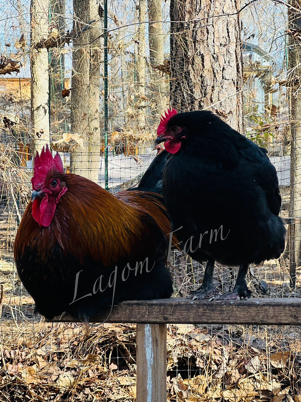 Thumbnail: Black Copper Marans coop ready PULLETS -No Shipping. Local Pickup only 