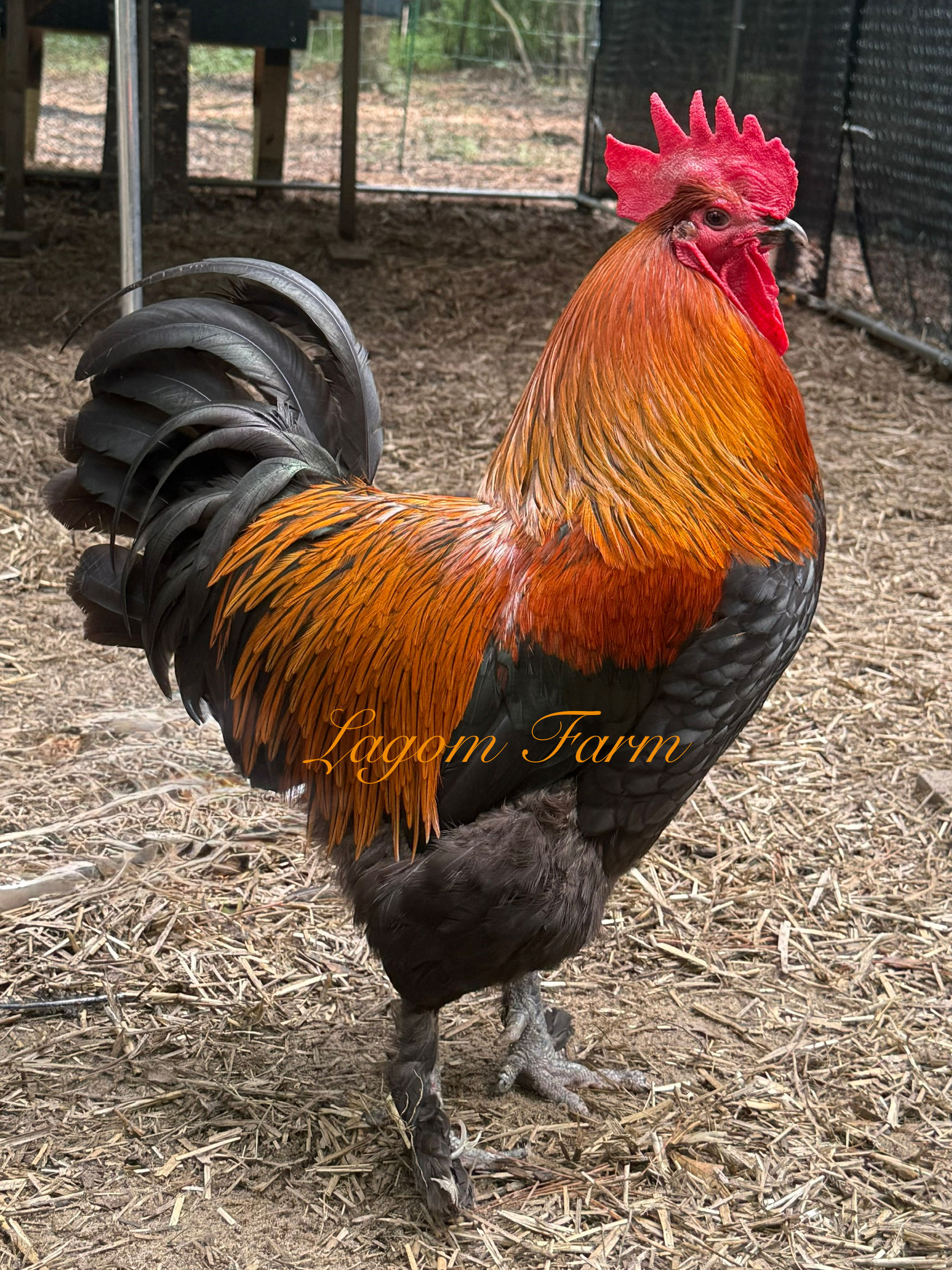 Black Copper Marans Coop ready PULLETS -No Shipping. Local Pickup only