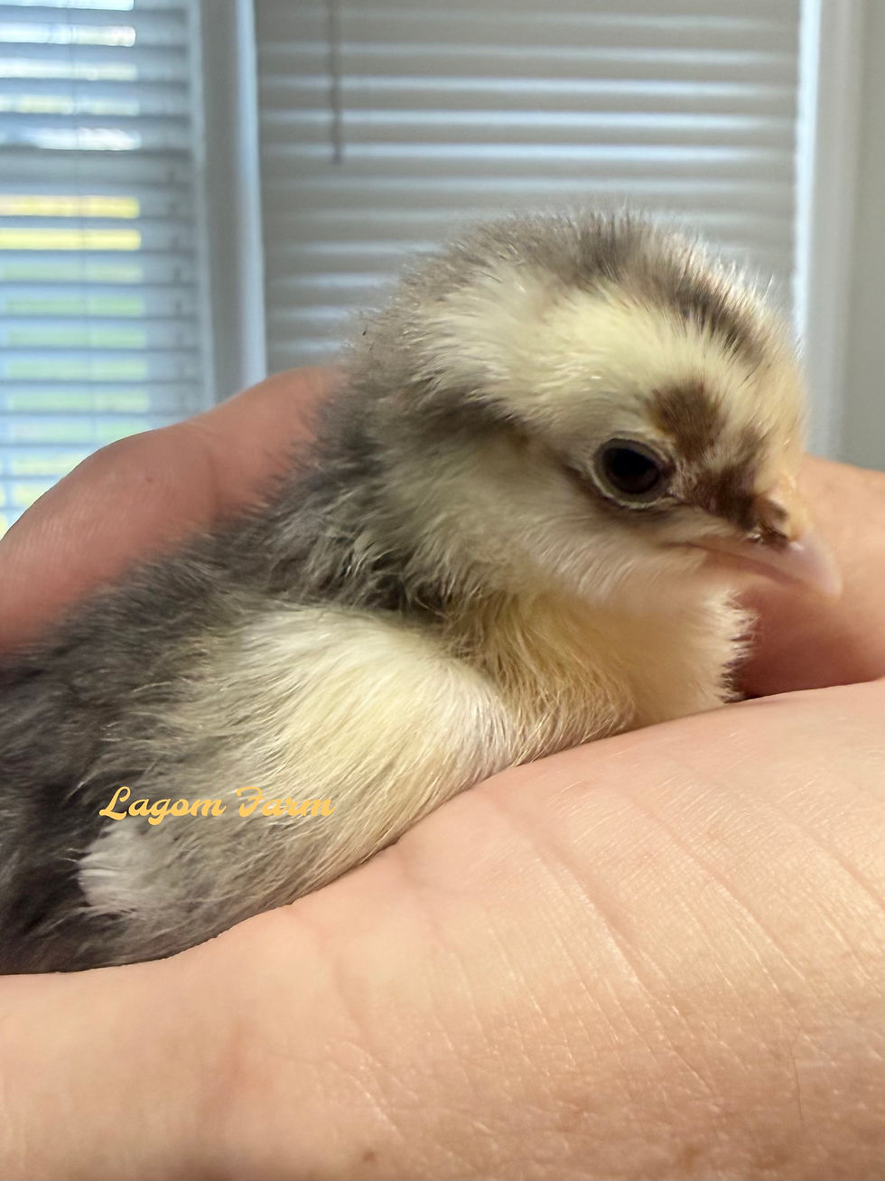 Thumbnail: Swedish Flowers - Coop Ready PULLETS- No Shipping. Local Pickup only 