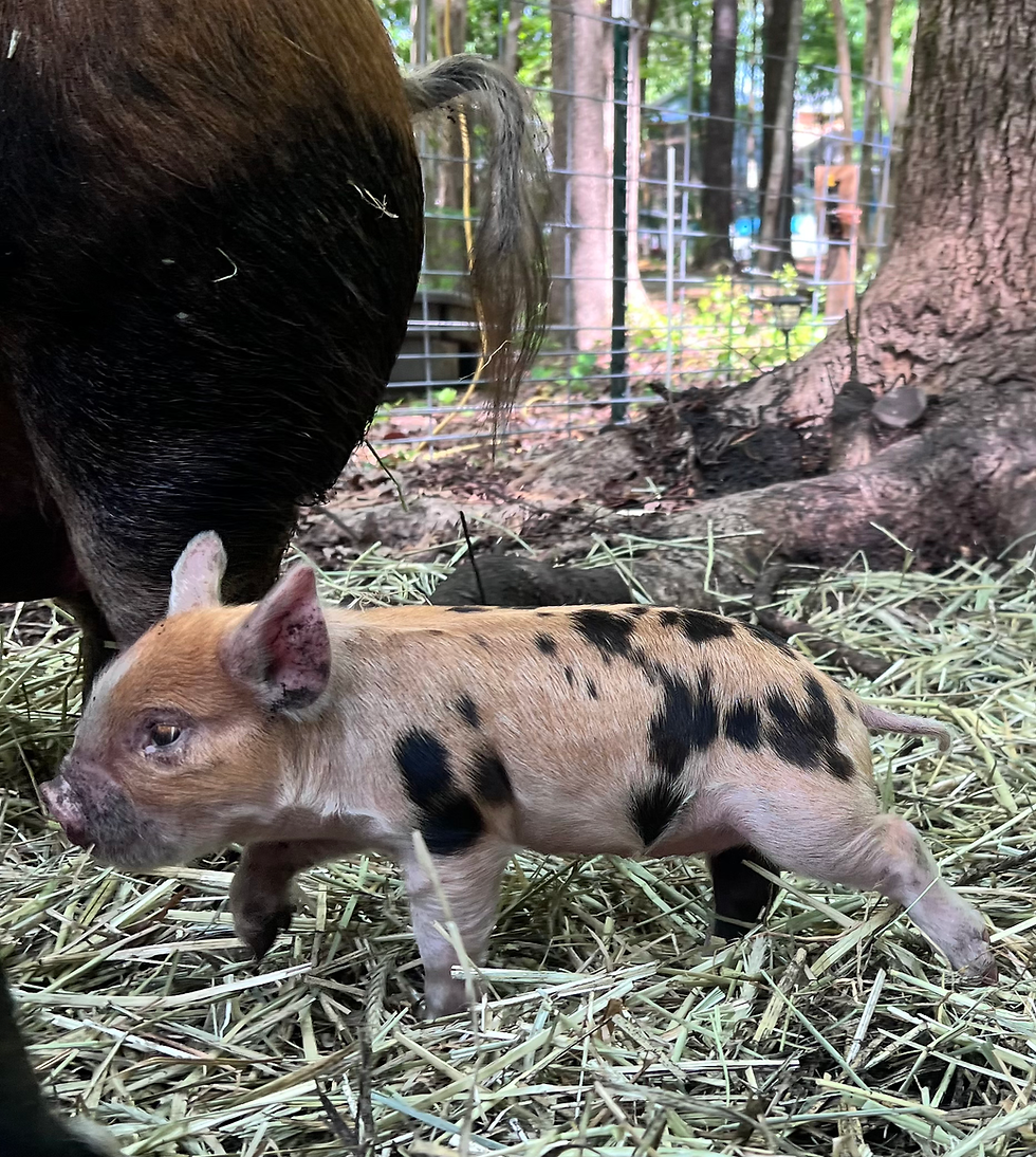 Thumbnail: Idaho Pasture Pigs-Registered Breeder deposit  Non-refundable 