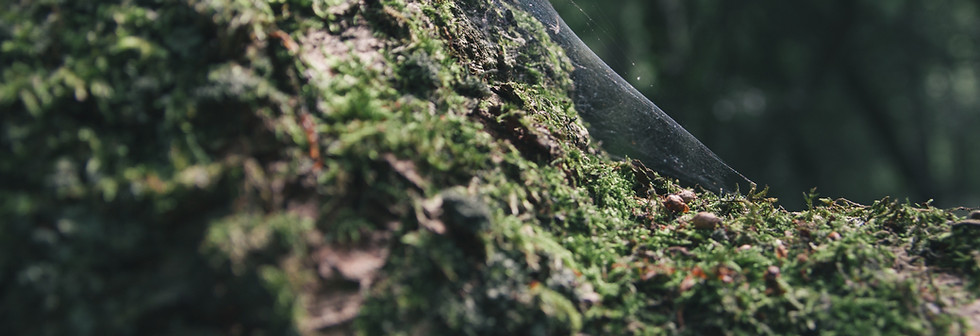 Mossy Tree Close-Up