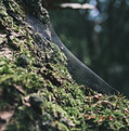 Mossy Tree Close-Up