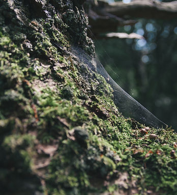 Spider Web
