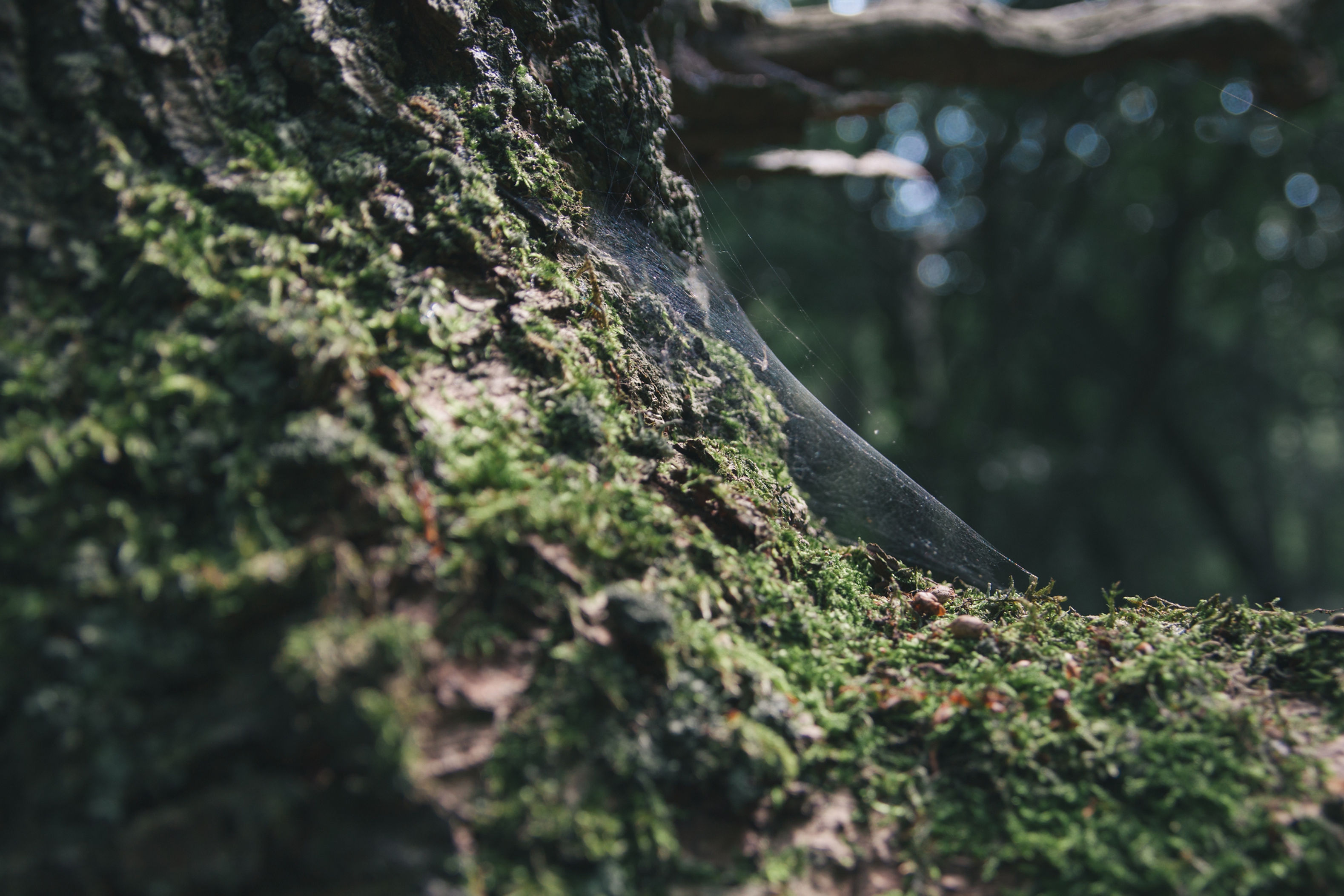 Mossy Tree Close-Up