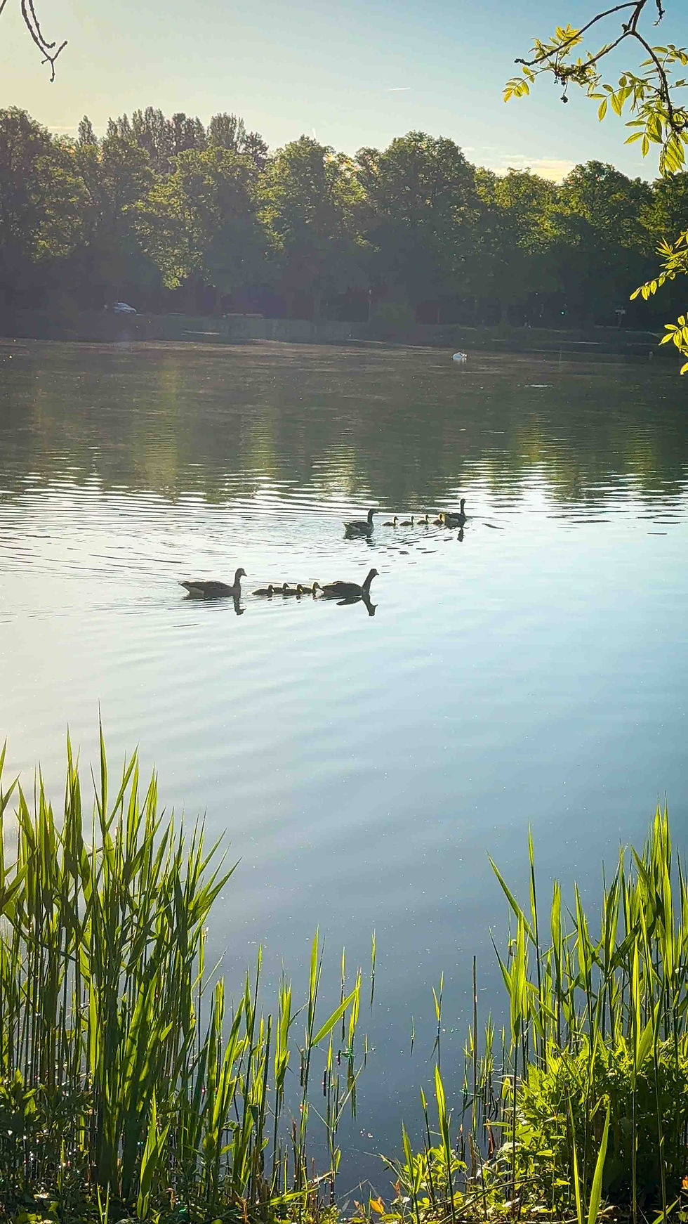 Sportliches Hannover, der Maschsee ist für Läuferinnen und Läufer eine ideal Strecke, da sie flach verläuft, gut beleuchtet ist, sich intuitiv laufen lässt