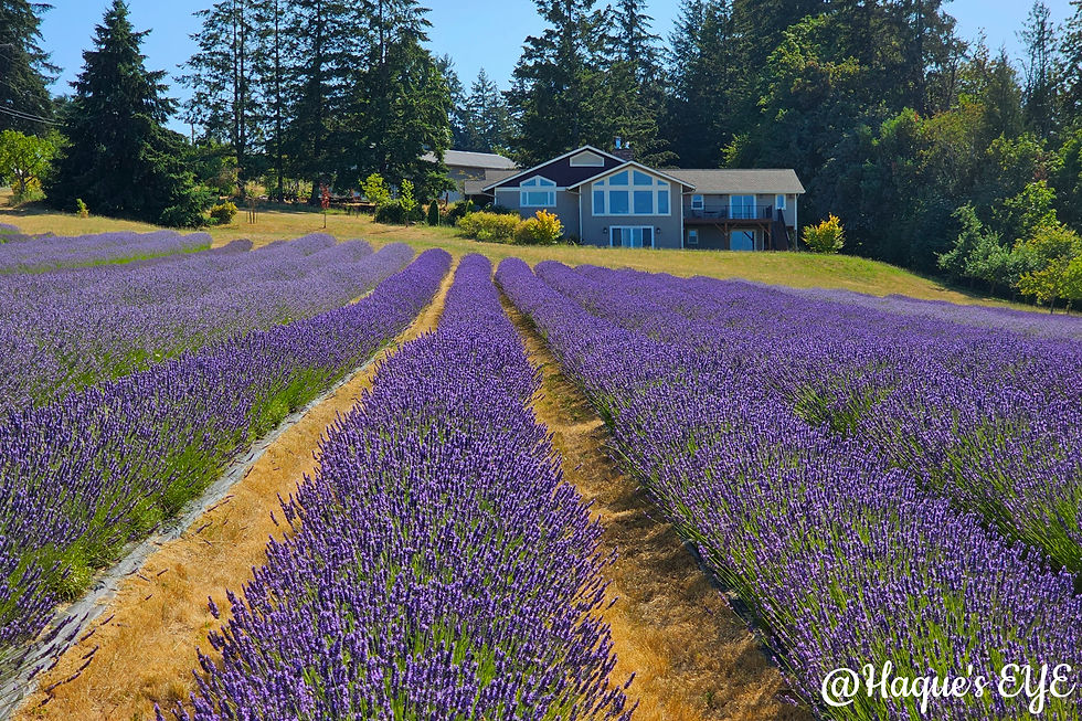 Purple rows, peaceful vibes. Farm life hits different