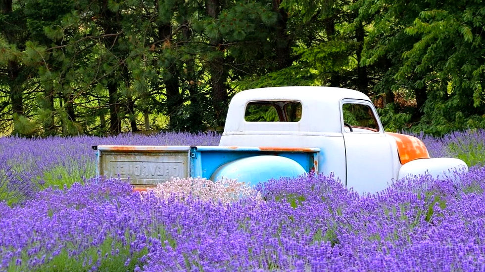 Peak bloom at one of Oregon’s top lavender farms