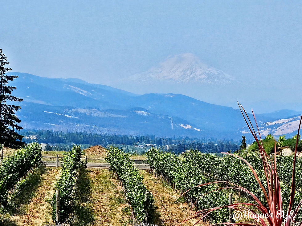Nothing beats lavender fields in Oregon wine country