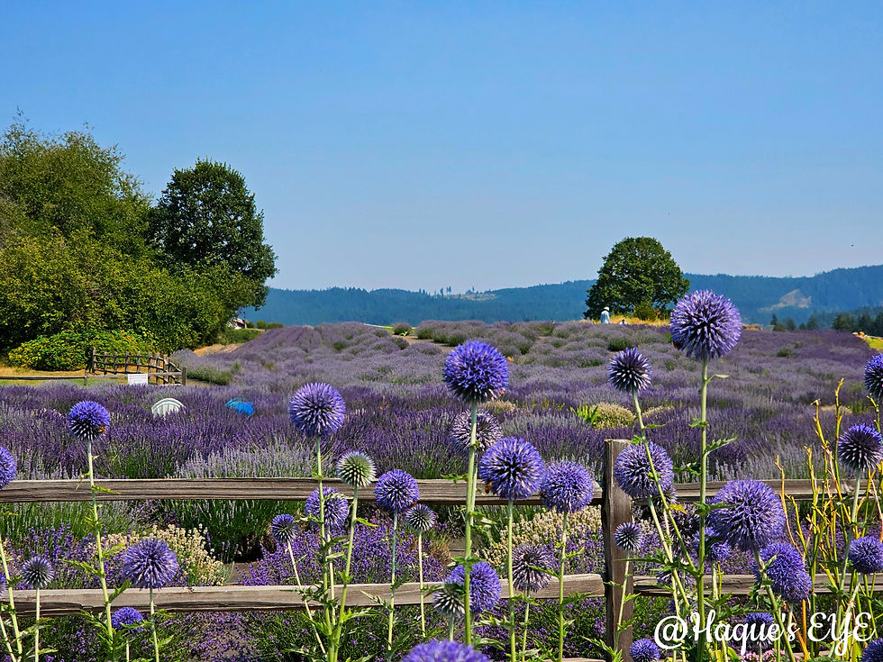 Purple fields and blue skies – classic Oregon summer