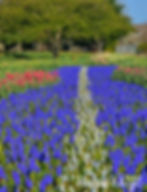 The Art of Tulips