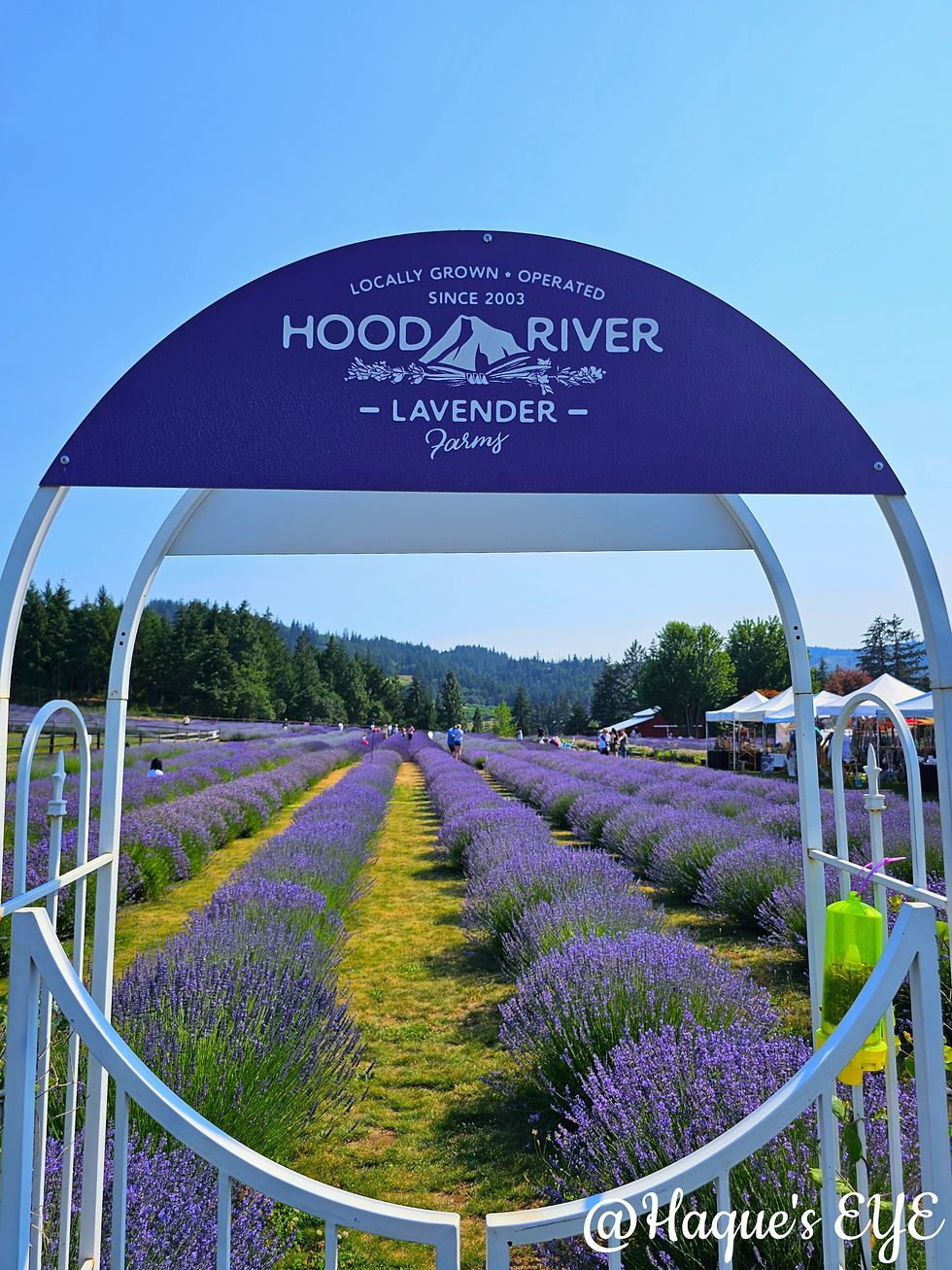 Top lavender farm views in the Pacific Northwest
