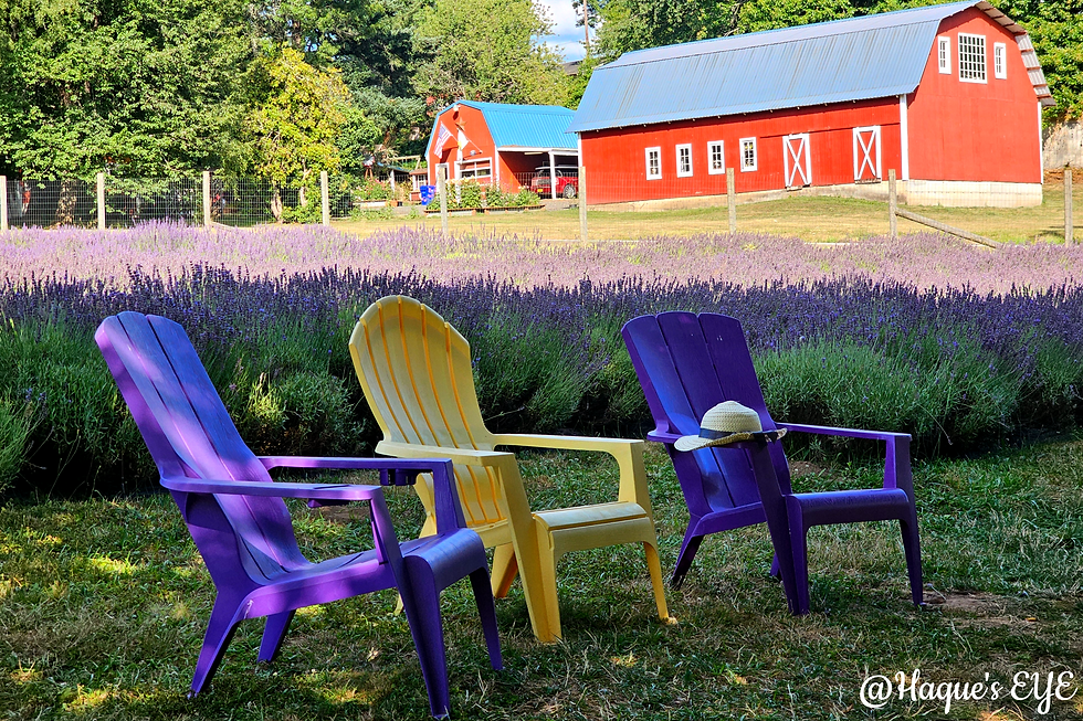 Chasing lavender season near Portland, OR