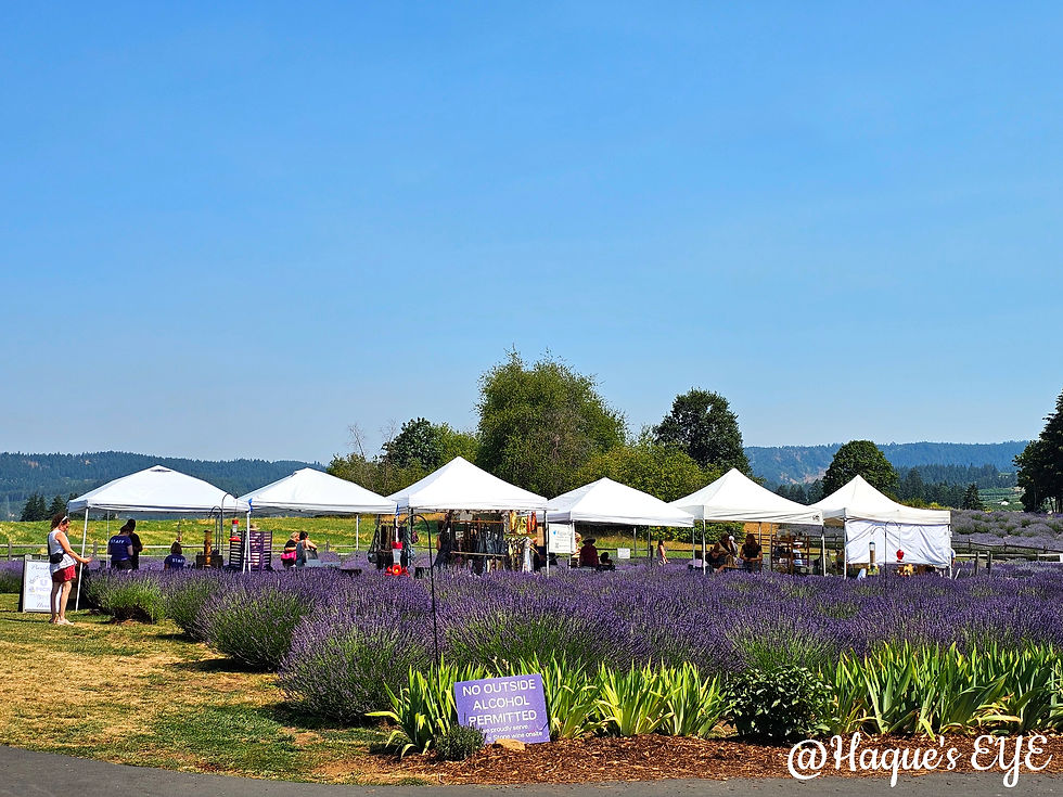 This lavender field near Portland is pure magic