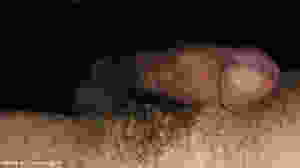 My erected cock