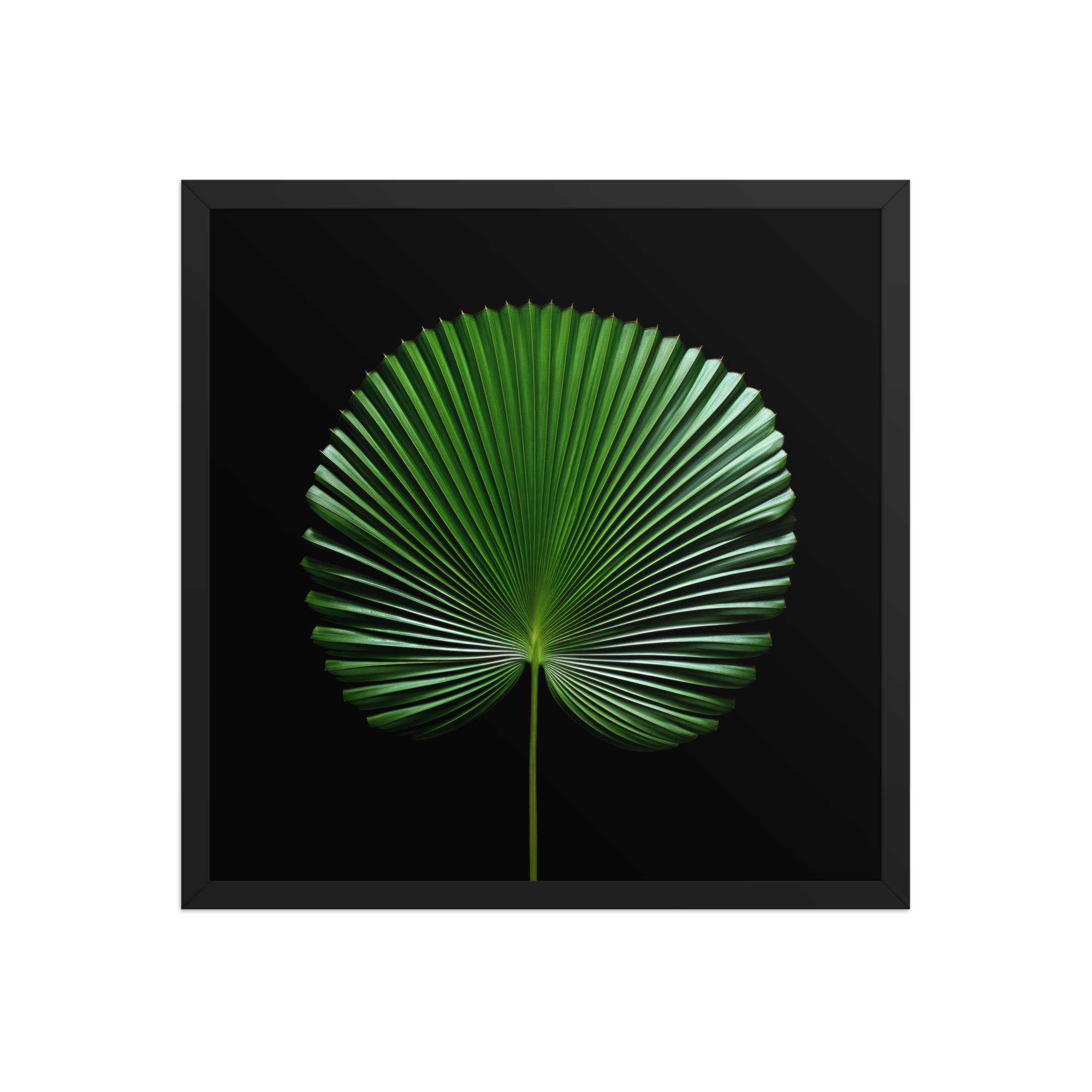 Fiji Leaf