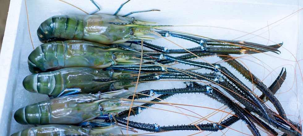 Prawns being packaged