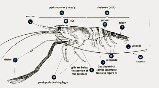 GFP Anatomy