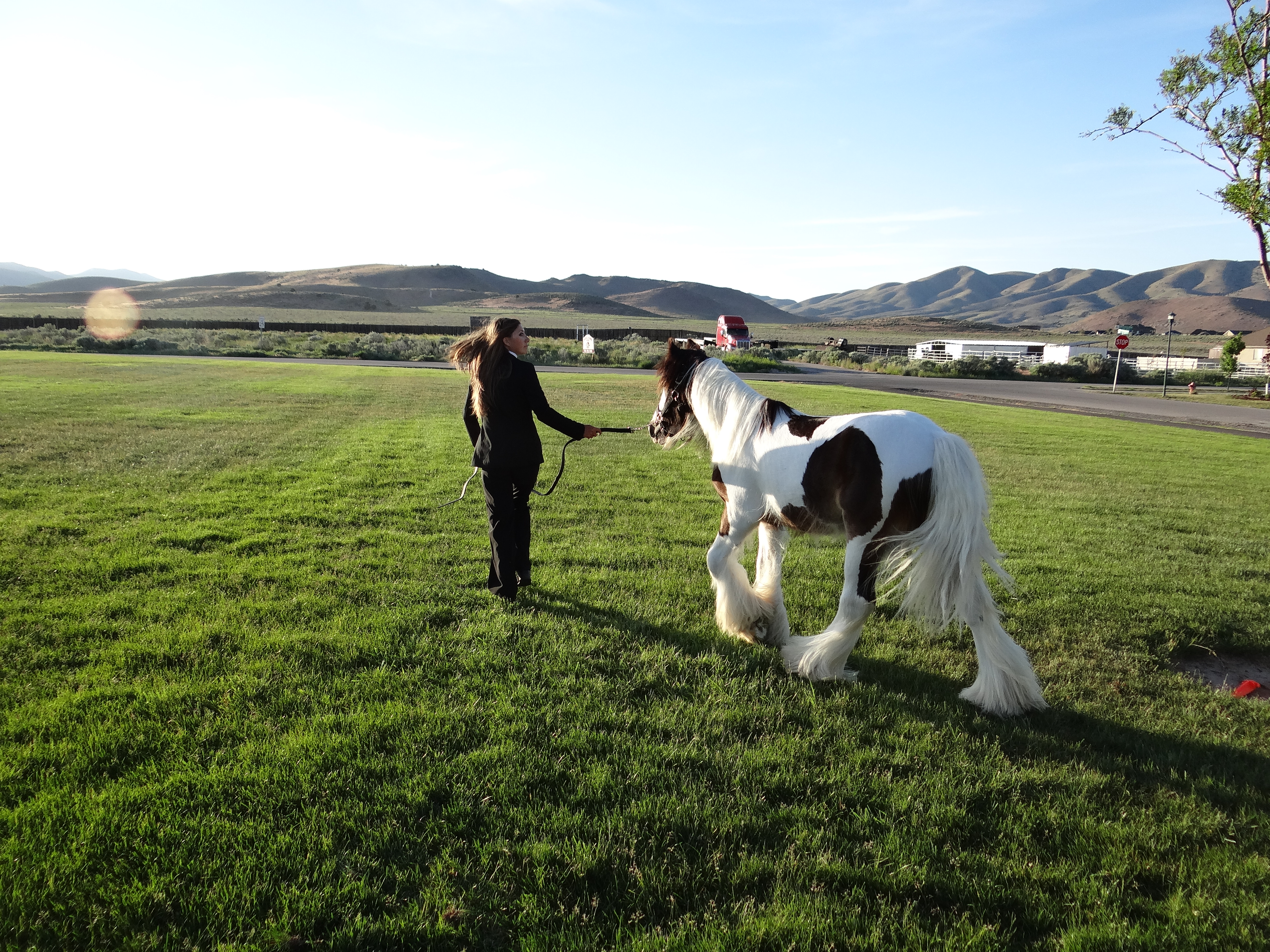 Yearling SD Heavy D