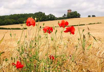Tower & Poppys[232].jpg