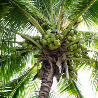 shutterstock_146445704large-coconut-tree