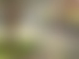 Jardim da fazenda em Taquaritinga, São Paulo, Brasil (Jardim da fazenda em Taquaritinga) - Washington Maguetas