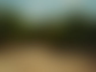 Buscando sombra (Buscando sombra) - Renato de Noronha Fernandes