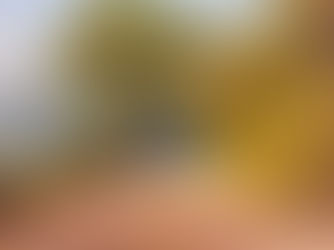 Estrada do velho jacarandá (Estrada do velho jacarandá) - José Ricardo