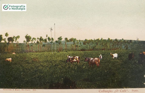 Pasto, Estado de São Paulo, Brasil