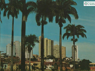 Avenida Jerônimo Gonçalves com as palmeiras imperiais e com vista parcial da cidade, Ribeirão Preto, São Paulo, Brasil