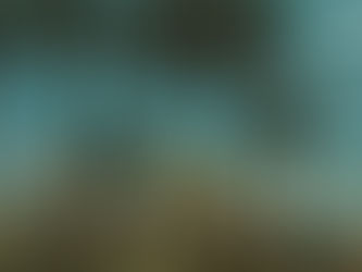 Avenida Jerônimo Gonçalves com as palmeiras imperiais e com vista parcial da cidade, Ribeirão Preto, São Paulo, Brasil