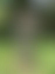 Busto de Maurílio Biagi, Parque Maurílio Biagi, Ribeirão Preto, São Paulo, Brasil