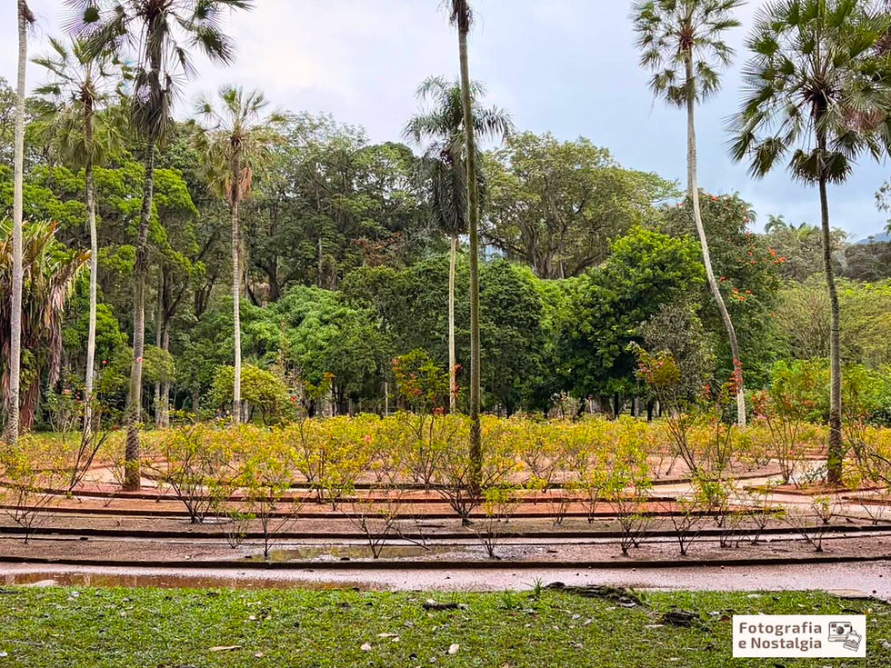 Roseiral Pedro Cachimbo, Jardim Botânico, Rio de Janeiro, Brasil