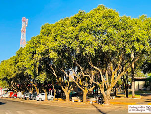 Árvores, Praça Maria Melhem Jabur, Américo de Campos, São Paulo, Brasil