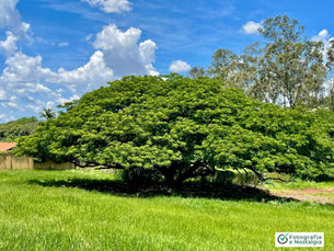 Árvore, Bonfim Paulista, Ribeirão Preto, São Paulo, Brasil