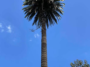 Palmera de Avellaneda, Plaza San Martín de Tours, Recoleta, Buenos Aires, Argentina