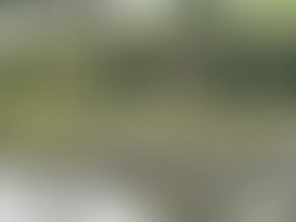 Lago das Ninféias, Jardim Botânico de São Paulo, Brasil