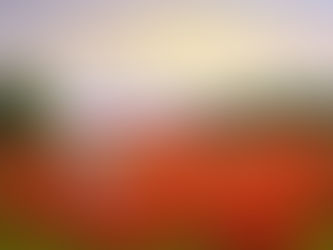 Campo de flores (Campo de flores) - Cândido Oliveira