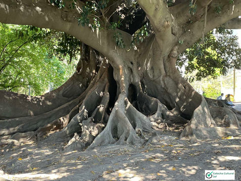 Gomeros, Plaza San Martín de Tours, Recoleta, Buenos Aires, Argentina