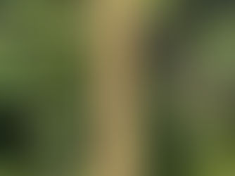 Parque Municipal Barreirinha, Curitiba, Paraná, Brasil