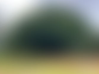 Árvore, Parque do Ibirapuera, São Paulo, Brasil